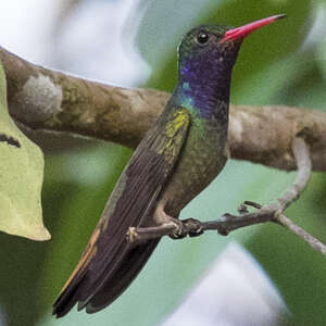 Colibri d'Élicia