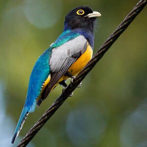 Trogon pattu