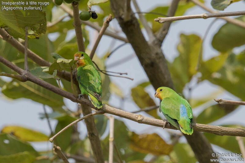 Red-headed Lovebird