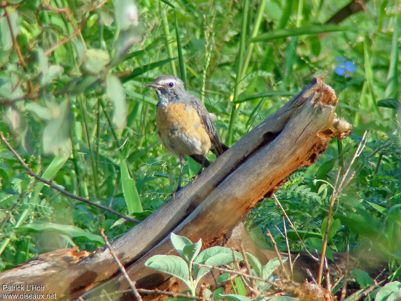 White-throated Robinadult transition