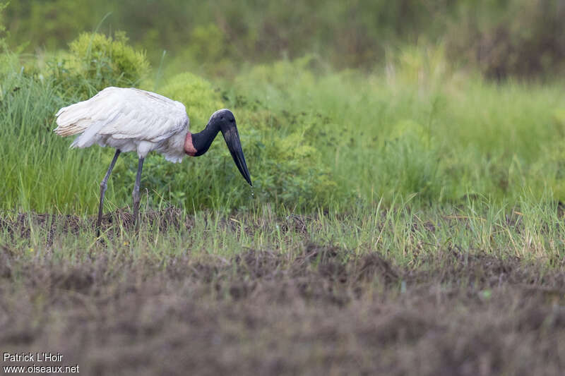 Jabiruadult, habitat, pigmentation, fishing/hunting