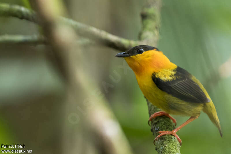 Orange-collared Manakin male adult