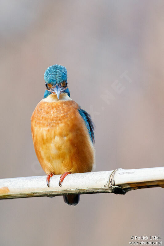 Common Kingfisher