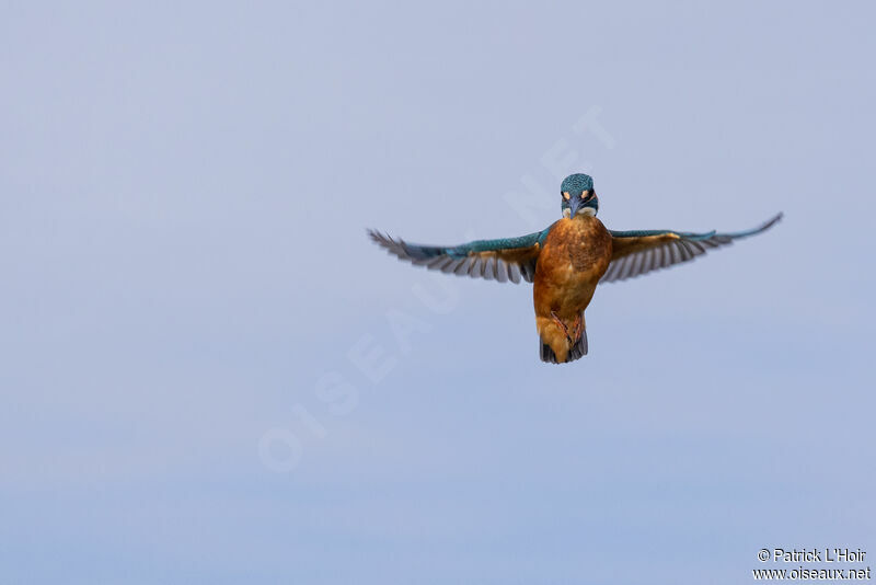 Common Kingfisher