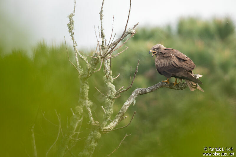 Black Kite