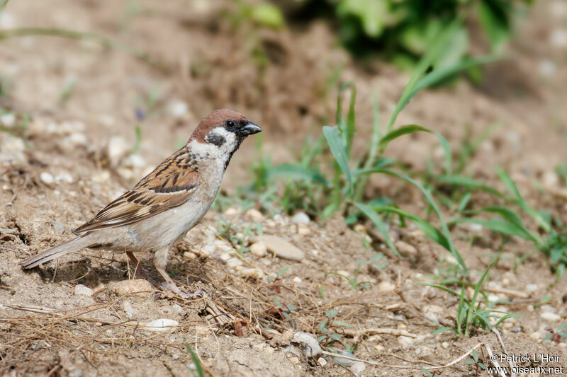 Moineau friquetadulte