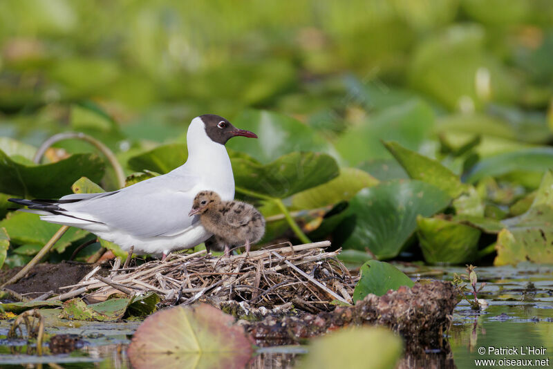 Mouette rieuse, Nidification