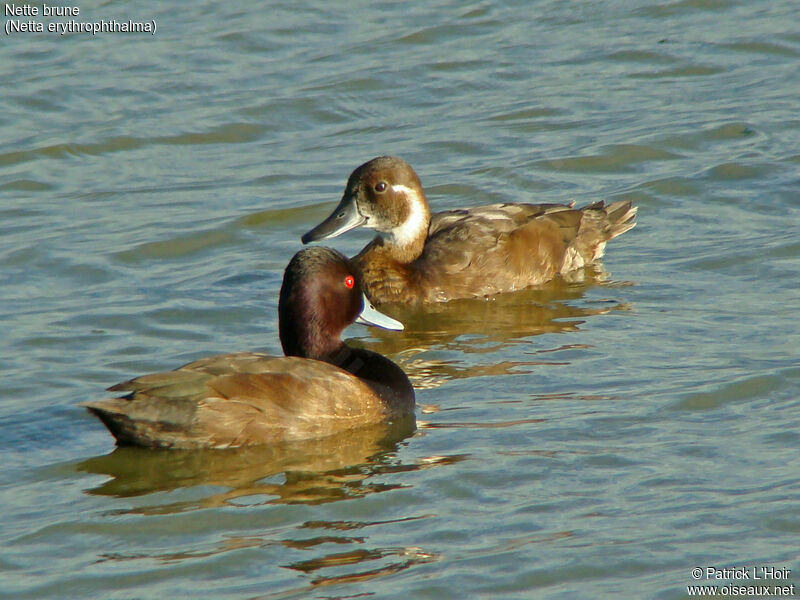 Southern Pochard adult