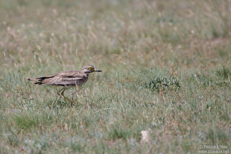 Eurasian Stone-curlew