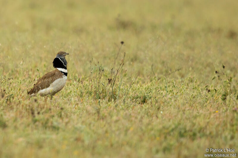 Little Bustard male adult, courting display