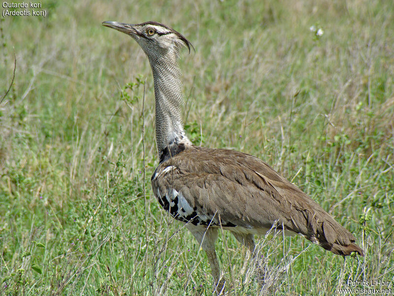 Kori Bustard