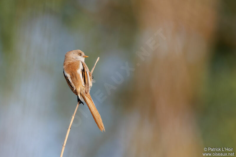 Bearded Reedling female adult