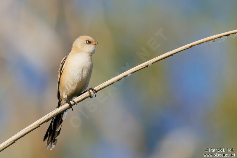 Bearded Reedlingjuvenile