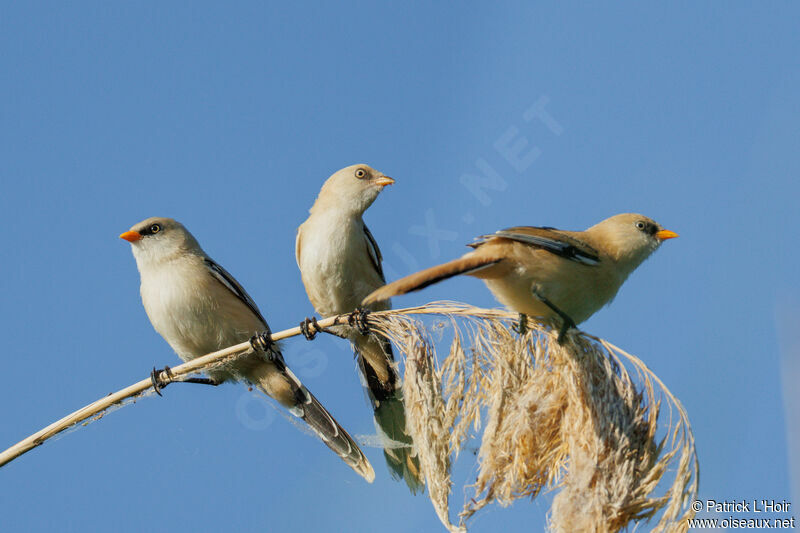 Bearded Reedling