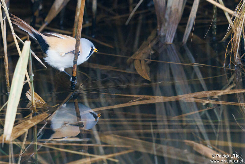 Bearded Reedling male adult