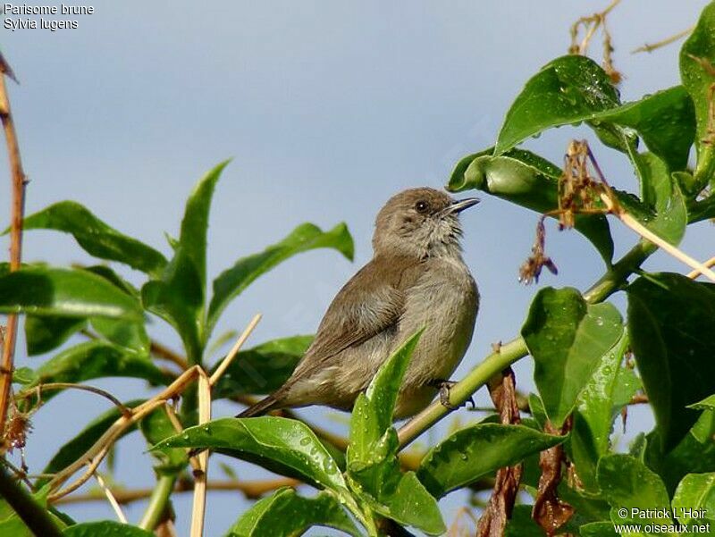 Brown Parisomaadult, feeding habits