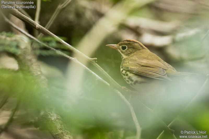 Ovenbird