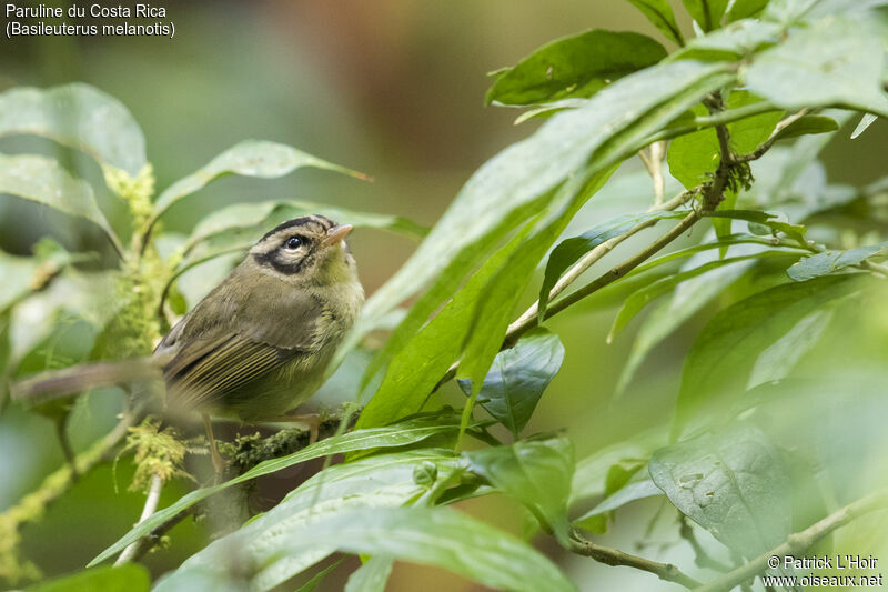 Black-eared Warbler