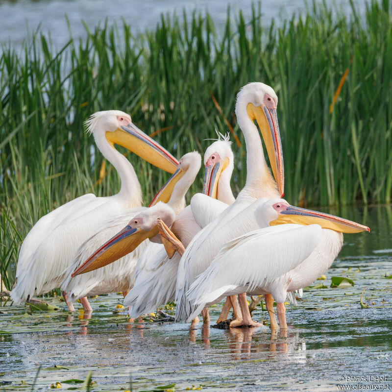 Great White Pelican