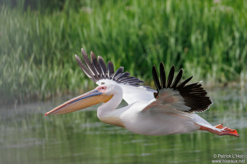 Great White Pelican