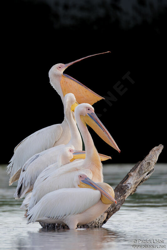 Great White Pelican