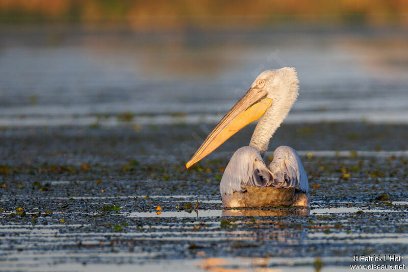 Dalmatian Pelican