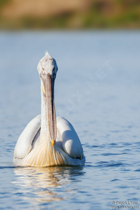 Dalmatian Pelican