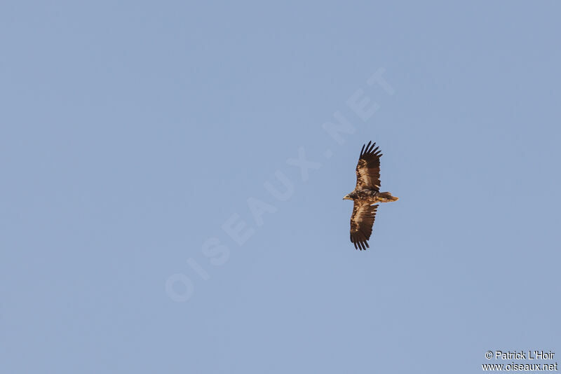 Egyptian Vulture