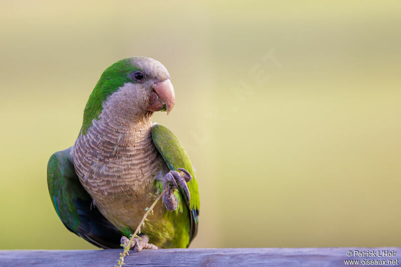 Monk Parakeet