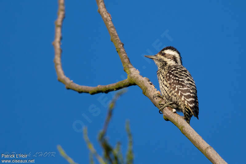 Striped Woodpecker