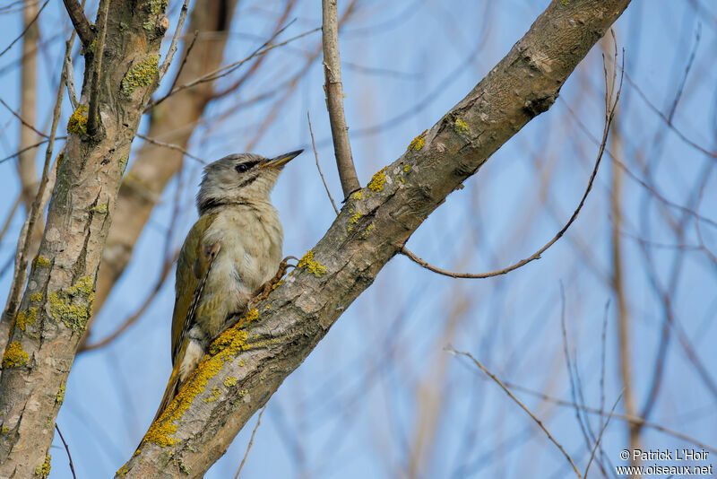 Grey-headed Woodpecker female adult