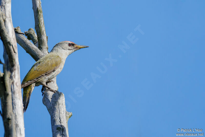 Grey-headed Woodpecker male adult