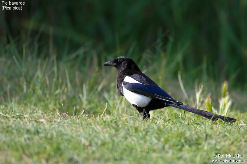 Eurasian Magpie