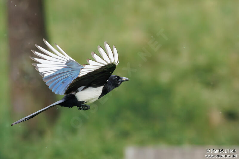 Eurasian Magpie