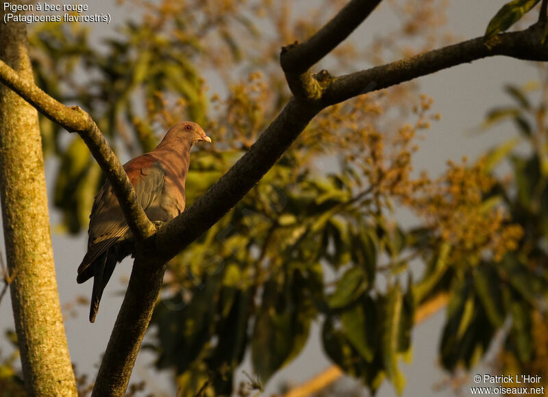 Red-billed Pigeonadult