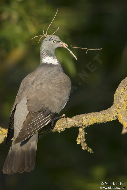 Common Wood Pigeon