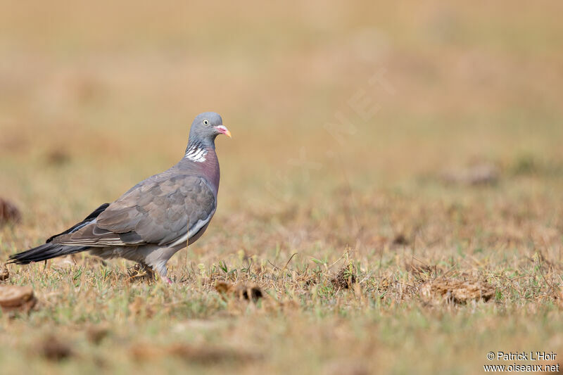 Common Wood Pigeon