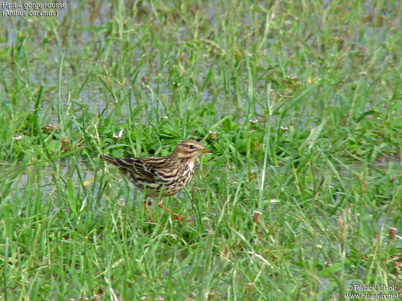 Pipit à gorge rousse