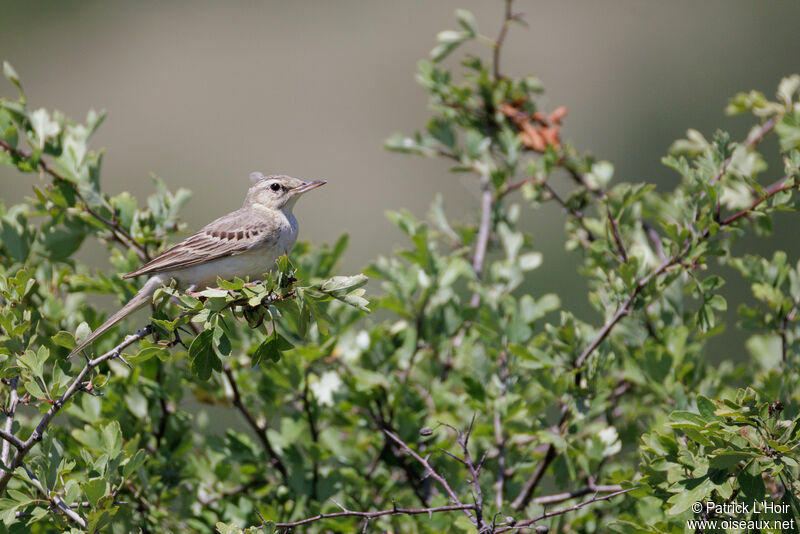 Pipit rousseline