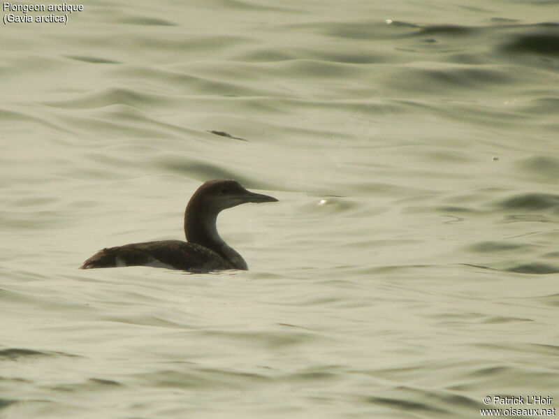 Black-throated Loon