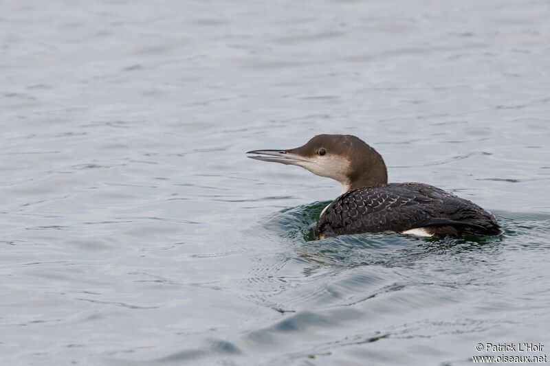 Black-throated Loon