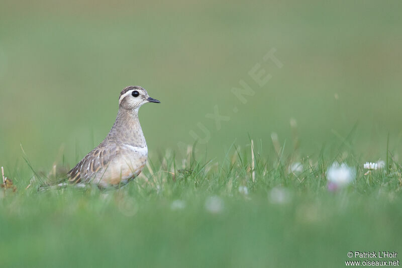 Eurasian Dottereladult post breeding