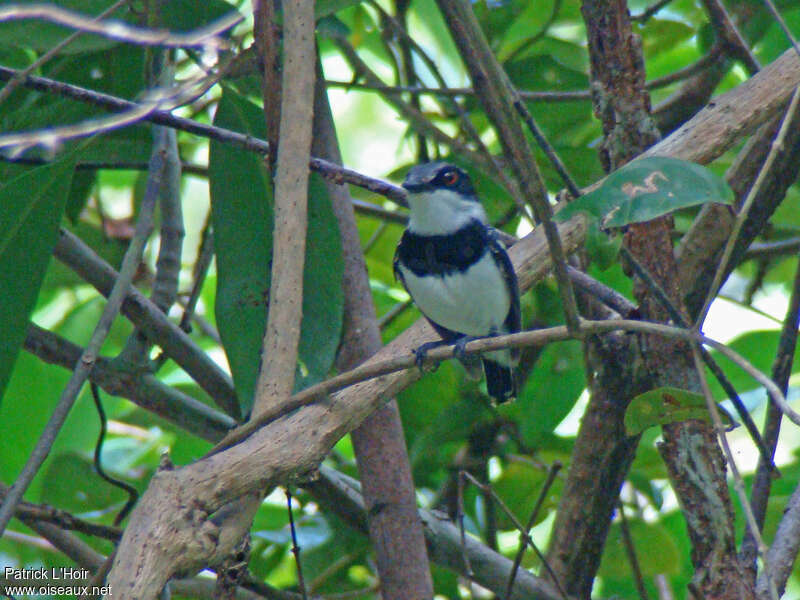 Forest Batis