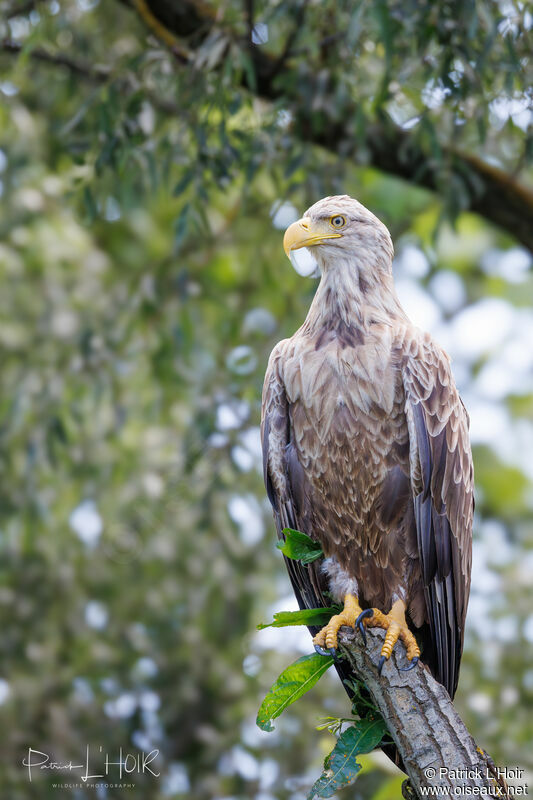 White-tailed Eagle