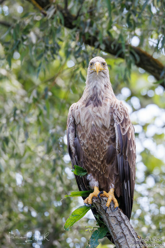 White-tailed Eagle