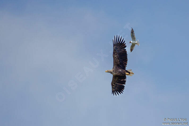 White-tailed Eagle