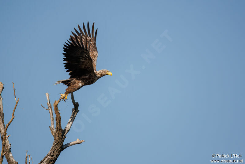 White-tailed Eagle