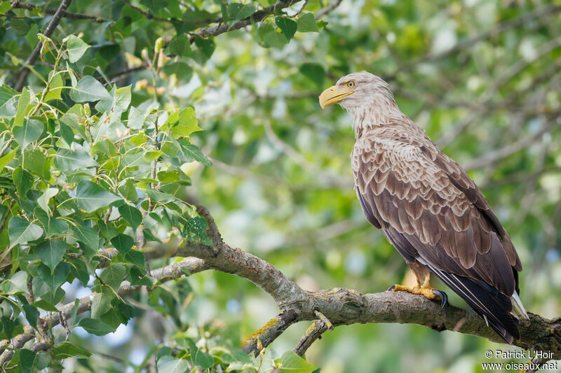 White-tailed Eagleadult