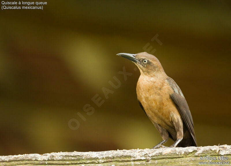 Great-tailed Grackle female adult