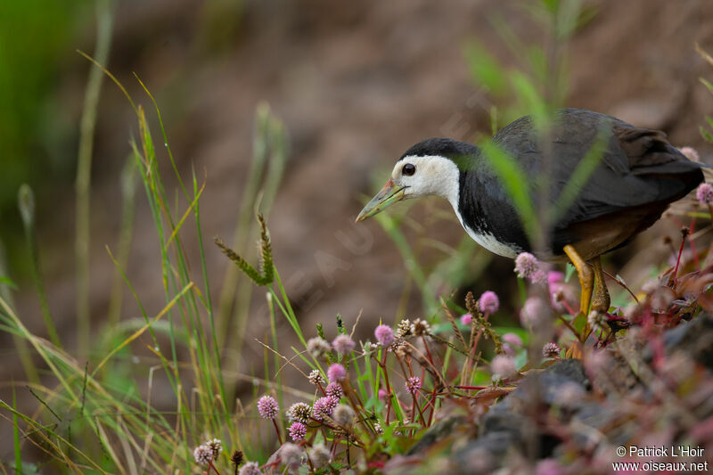 White-breasted Waterhenadult